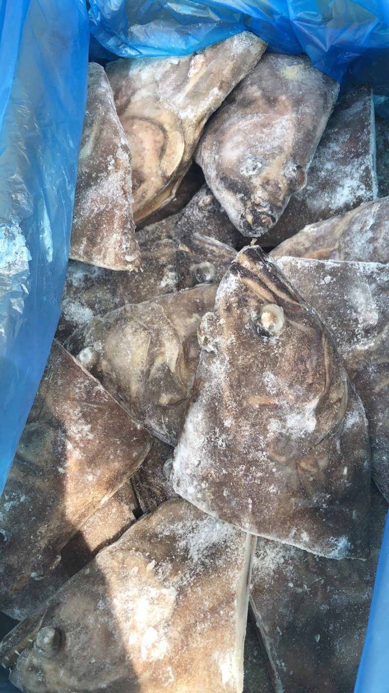 深海蝶鱼头鸦片鱼头海鱼头带保护冰鲽鱼头比目鱼鱼头鸦片鱼