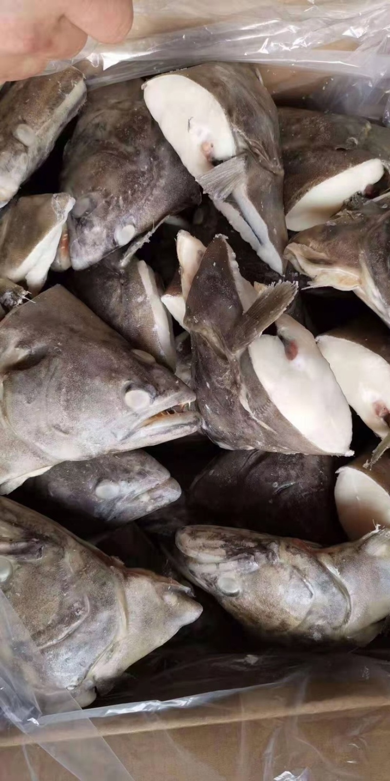 深海蝶鱼头鸦片鱼头海鱼头带保护冰鲽鱼头比目鱼鱼头鸦片鱼