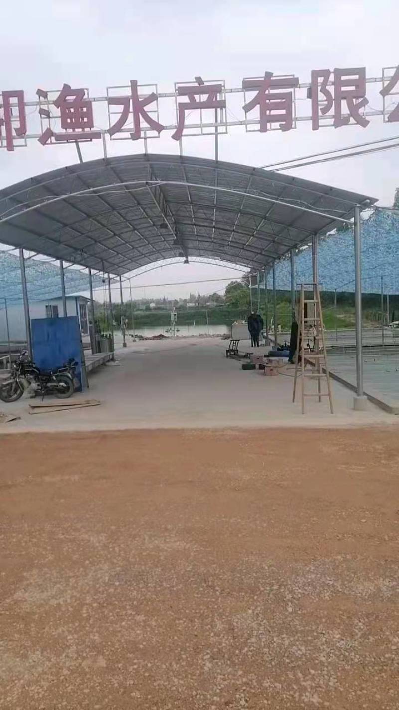 青鱼苗，公司专业人员养殖青鱼苗，需要迅速联系。