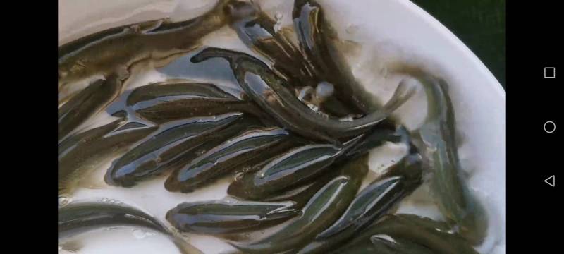 青鱼苗，公司专业人员养殖青鱼苗，需要迅速联系。