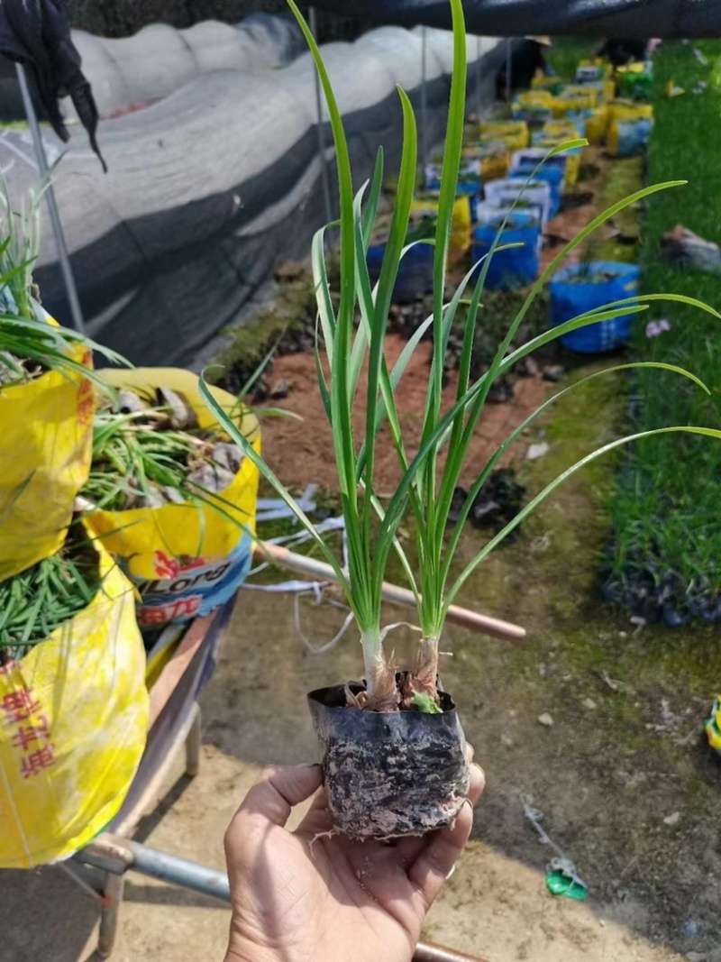 紫娇花，精品紫娇花，漳州市漳浦县汇景轩园林大量供应
