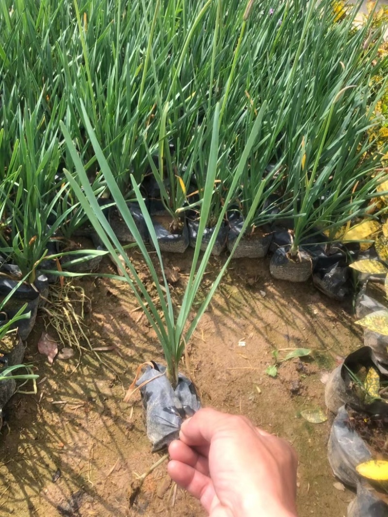 紫娇花，精品紫娇花，漳州市漳浦县汇景轩园林大量供应