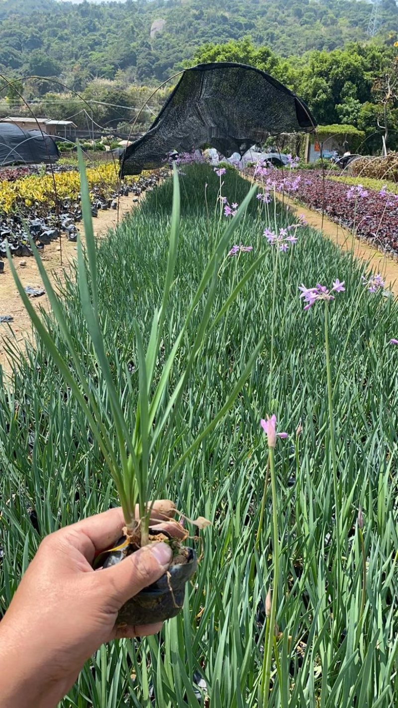 紫娇花，精品紫娇花，漳州市漳浦县汇景轩园林大量供应