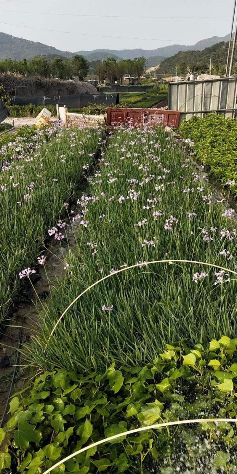 紫娇花，精品紫娇花，漳州市漳浦县汇景轩园林大量供应