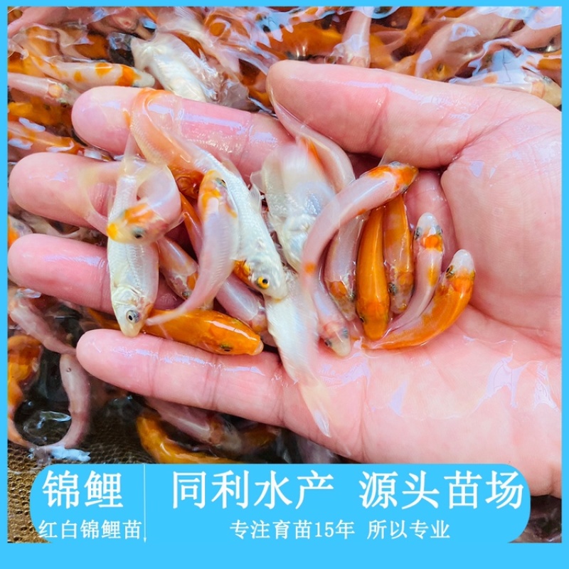 红白锦鲤鱼苗双色锦鲤鱼苗大正锦鲤鱼苗基地直发