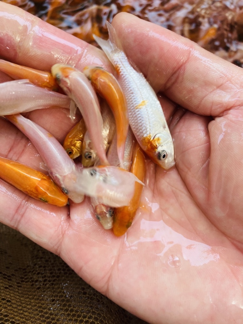 红白锦鲤鱼苗双色锦鲤鱼苗大正锦鲤鱼苗基地直发