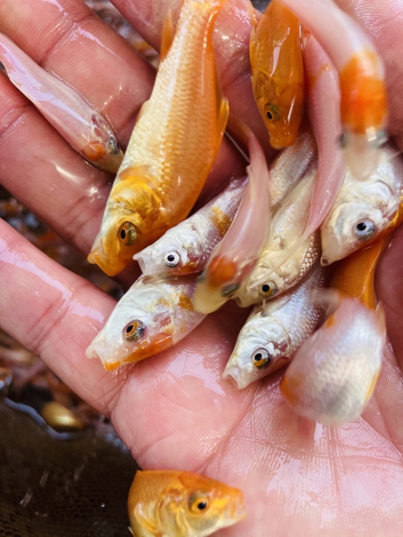 红白锦鲤鱼苗双色锦鲤鱼苗大正锦鲤鱼苗基地直发