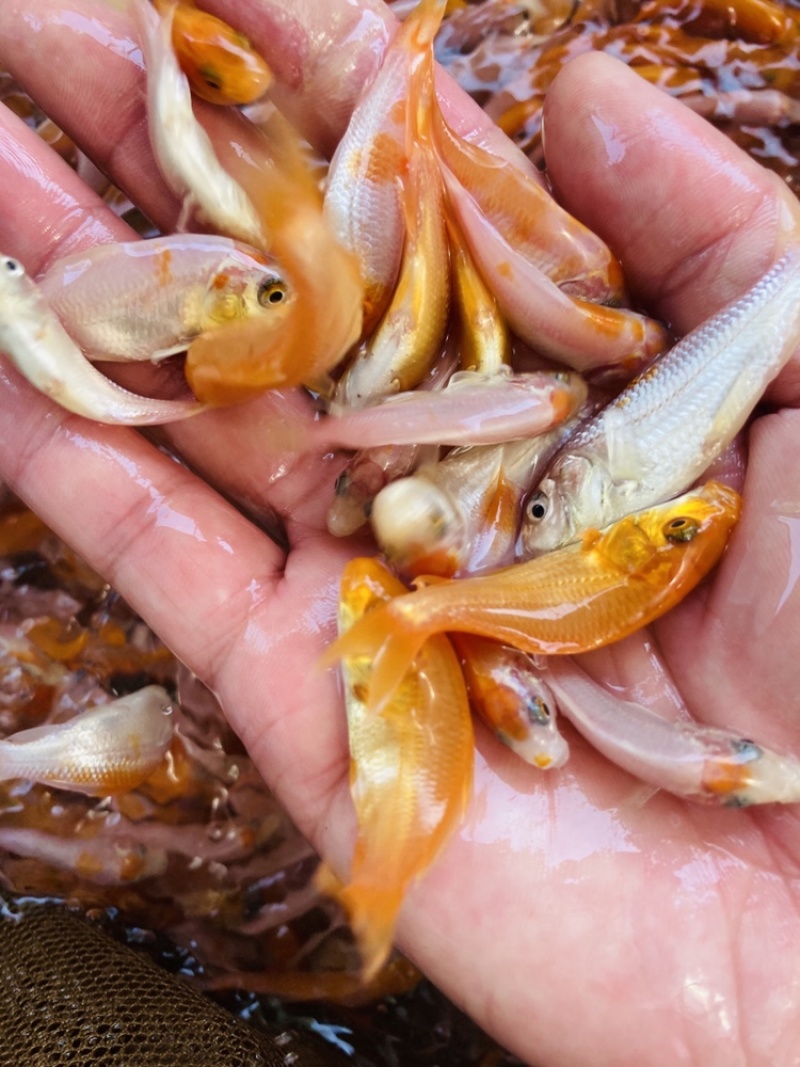 红白锦鲤鱼苗双色锦鲤鱼苗大正锦鲤鱼苗基地直发