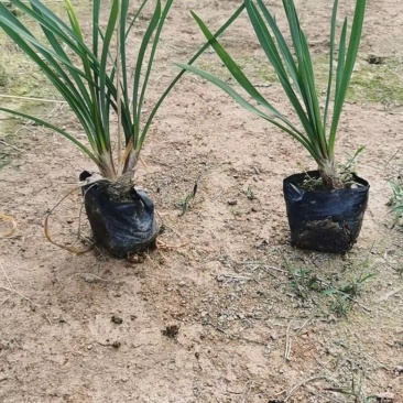 紫娇花，精品紫娇花，漳州市漳浦县汇景轩园林大量供应