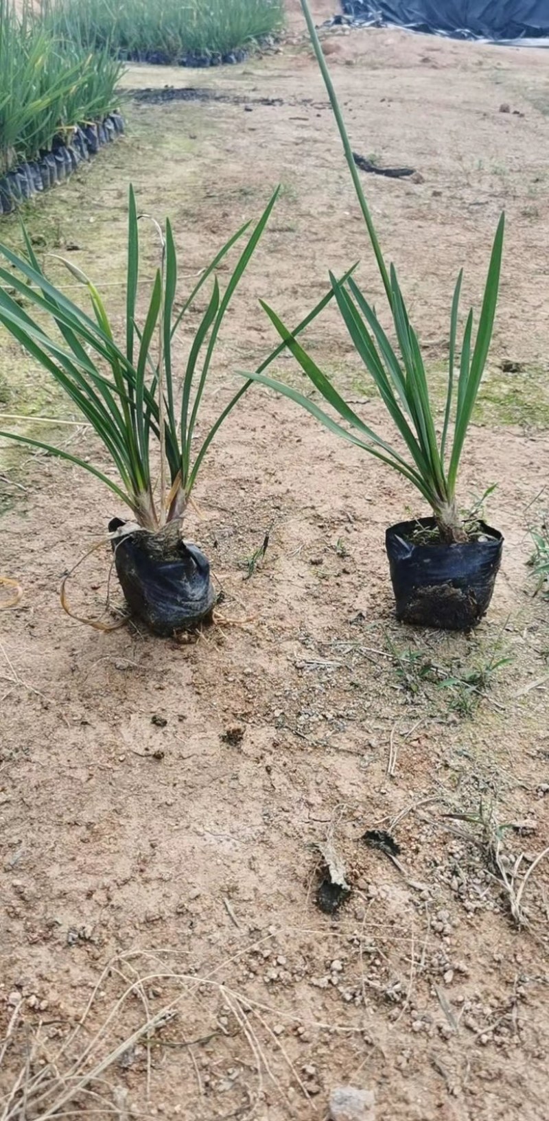紫娇花，精品紫娇花，漳州市漳浦县汇景轩园林大量供应