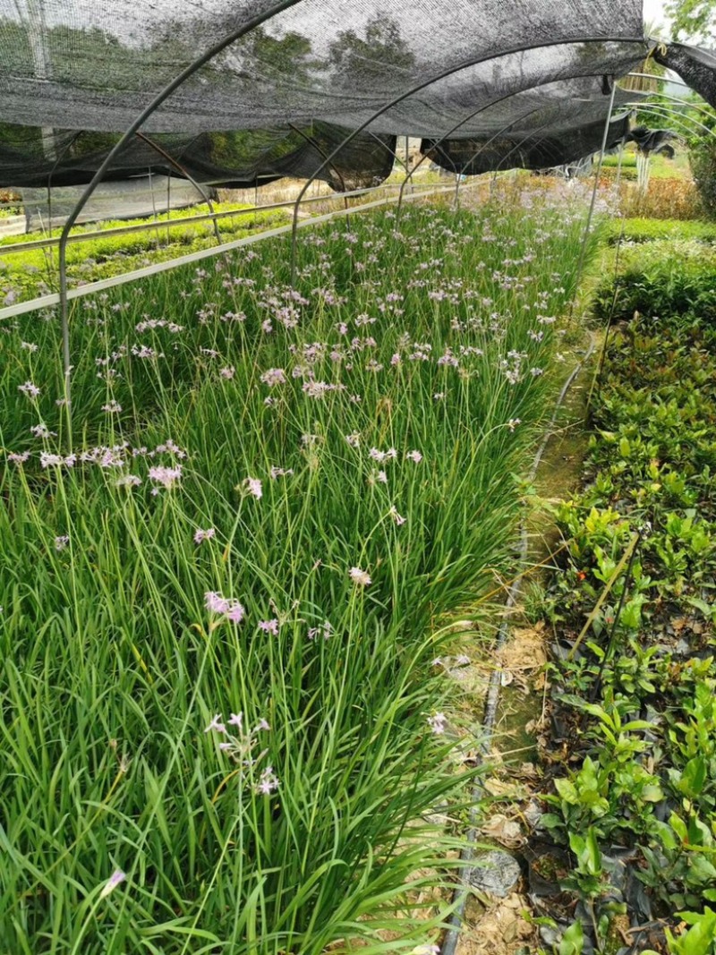 紫娇花，精品紫娇花，漳州市漳浦县汇景轩园林大量供应