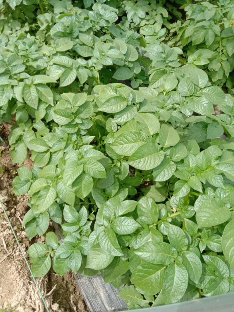 土豆个头大形好，六两以上百分之七十。大量上市中。