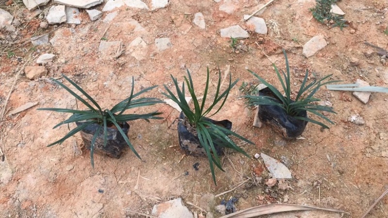 漳州市漳浦县汇景轩园林大量供应小杯精品玉龙草