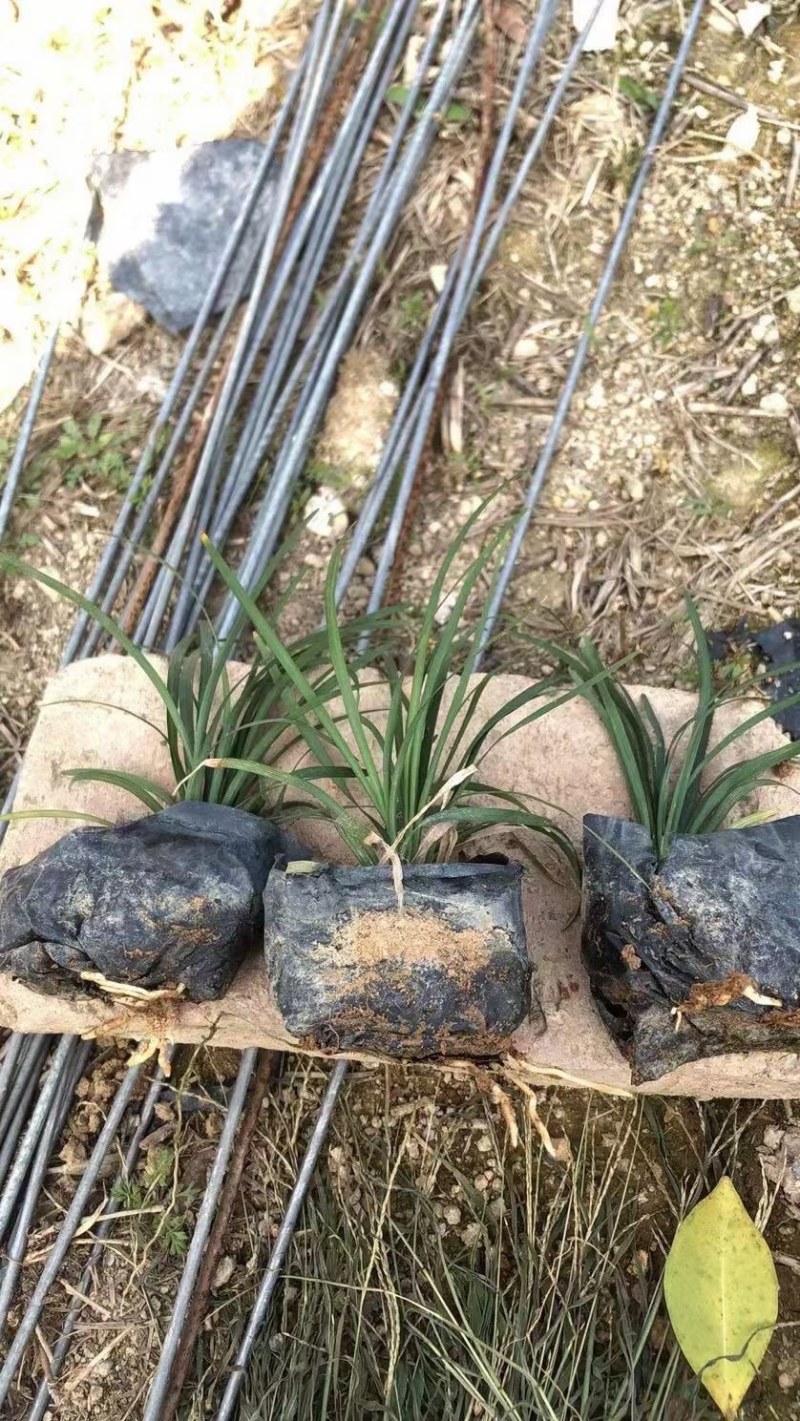 漳州市漳浦县汇景轩园林大量供应小杯精品玉龙草