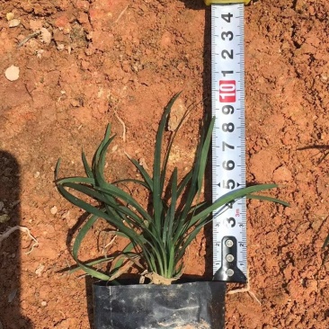 漳州市漳浦县汇景轩园林大量供应小杯精品玉龙草