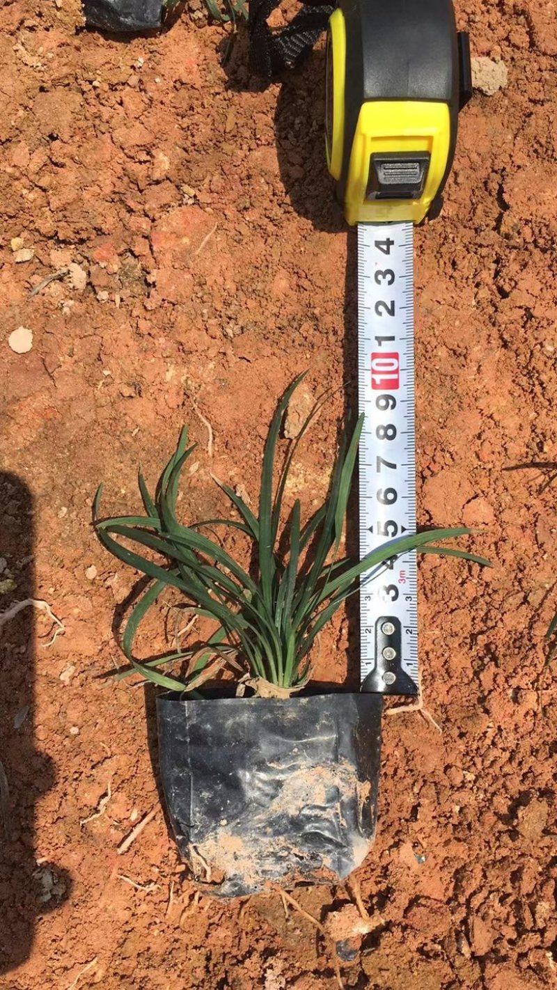 漳州市漳浦县汇景轩园林大量供应小杯精品玉龙草
