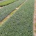 漳州市漳浦县汇景轩园林大量供应小杯精品玉龙草