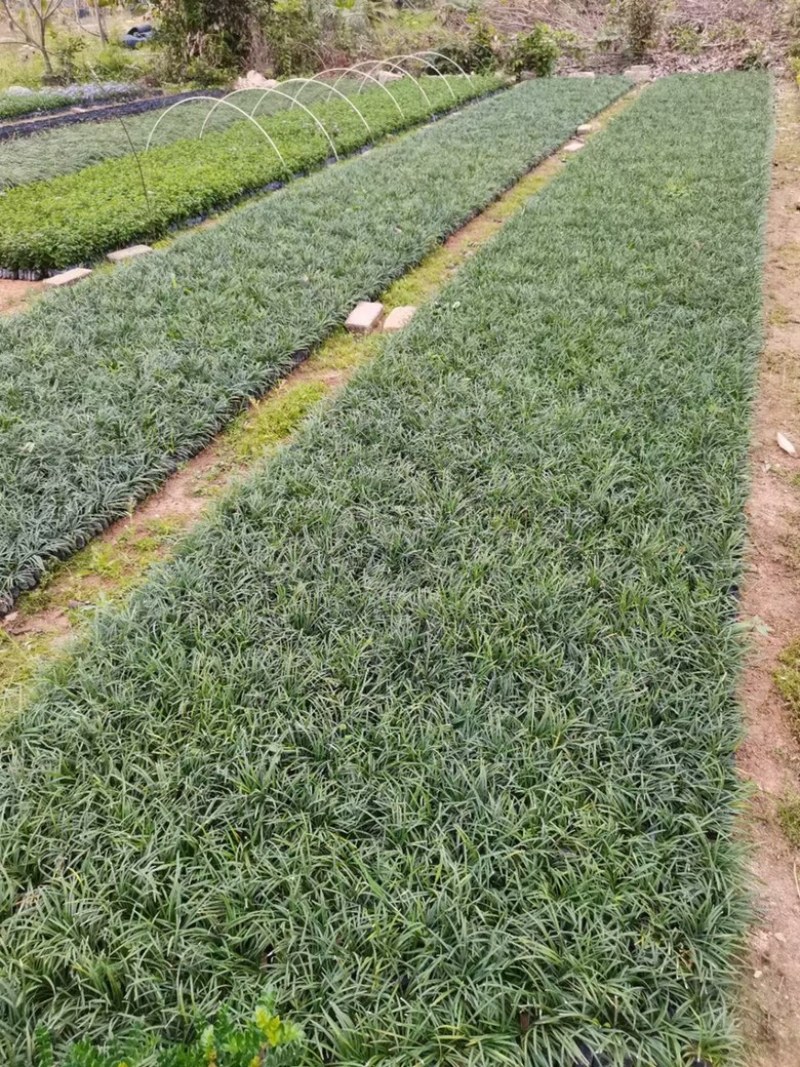 漳州市漳浦县汇景轩园林大量供应小杯精品玉龙草