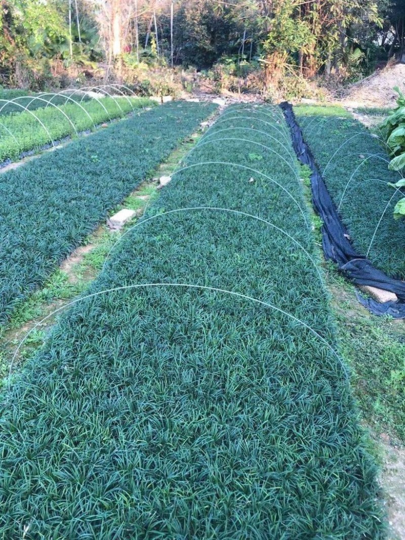 漳州市漳浦县汇景轩园林大量供应小杯精品玉龙草