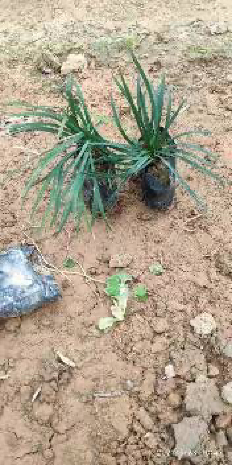 漳州市漳浦县汇景轩园林大量供应小杯精品玉龙草