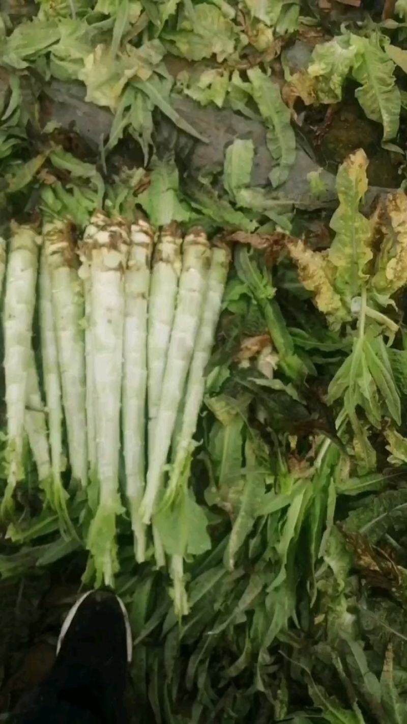 光杆笋！产地直供！价格低廉！长期对接各大加工厂！欢迎下单