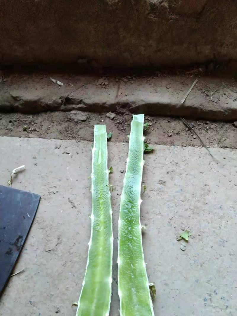 光杆笋！产地直供！价格低廉！长期对接各大加工厂！欢迎下单