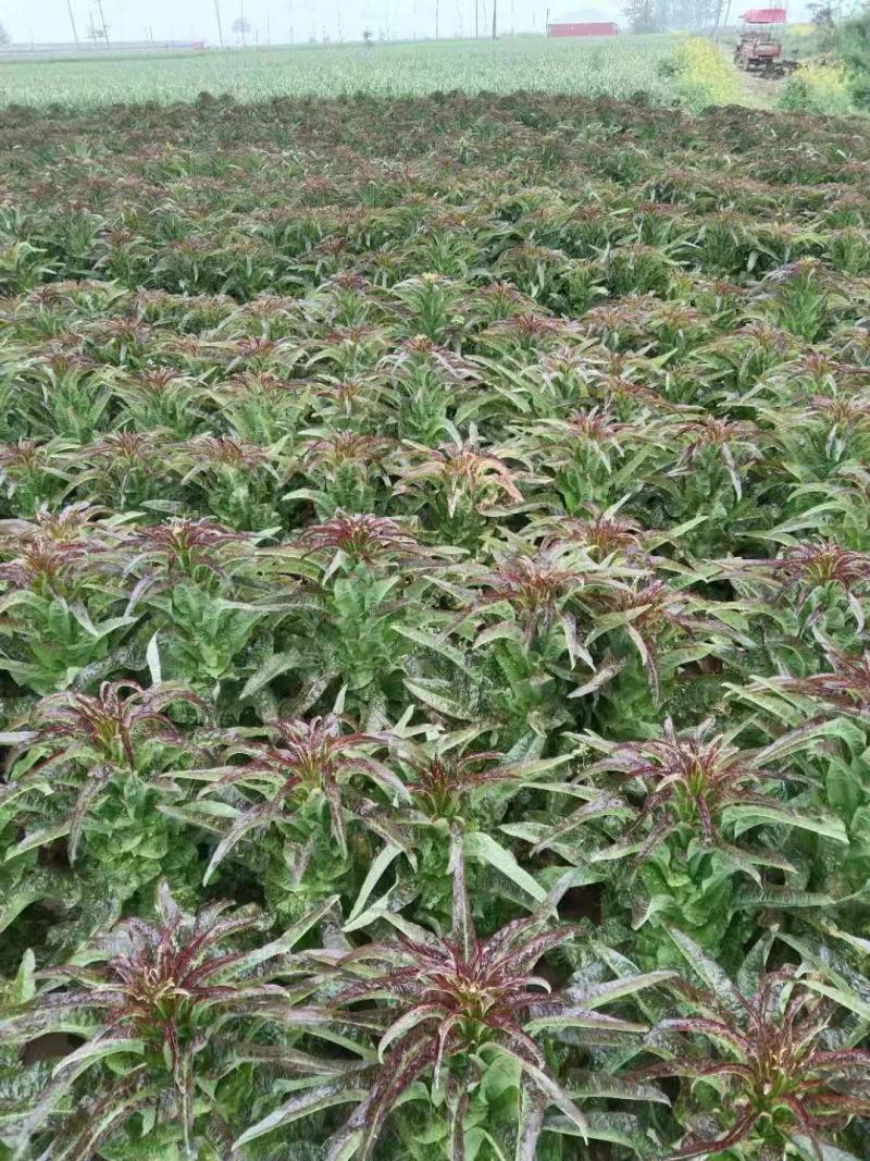 光杆笋！产地直供！价格低廉！长期对接各大加工厂！欢迎下单