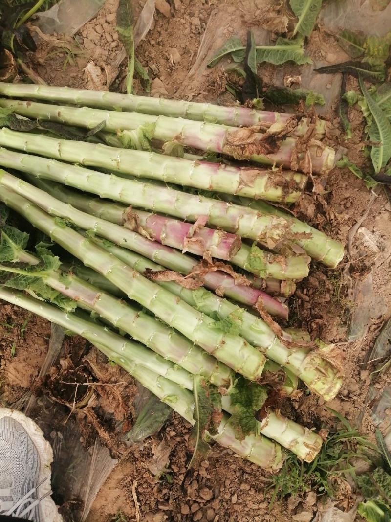 光杆笋！产地直供！价格低廉！长期对接各大加工厂！欢迎下单
