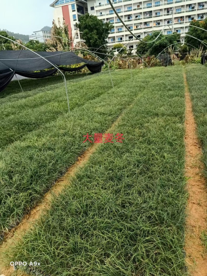 麦冬，精品麦冬，漳州市漳浦县汇景轩园林大量供应