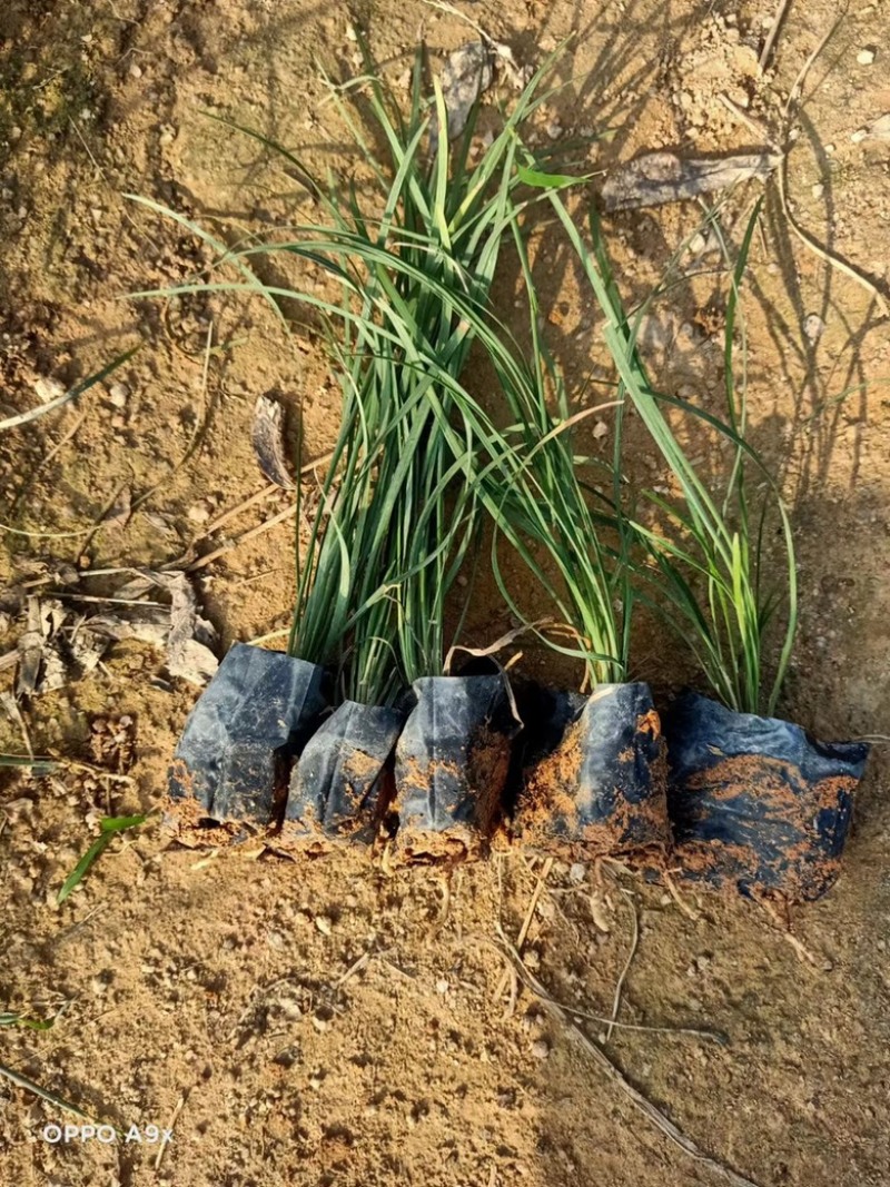 麦冬，精品麦冬，漳州市漳浦县汇景轩园林大量供应