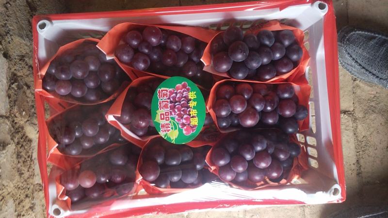 河北饶阳乒乓球葡萄大量上市了