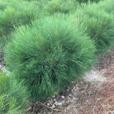 漳州市漳浦县汇景轩园林大量供应木麻黄球！