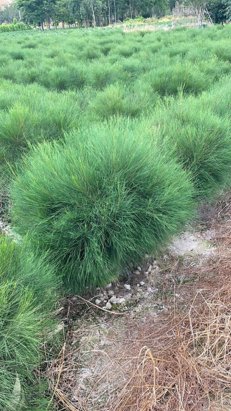 漳州市漳浦县汇景轩园林大量供应木麻黄球！