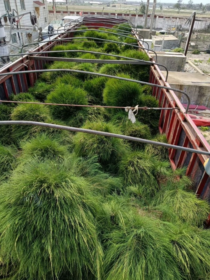 漳州市漳浦县汇景轩园林大量供应木麻黄球！