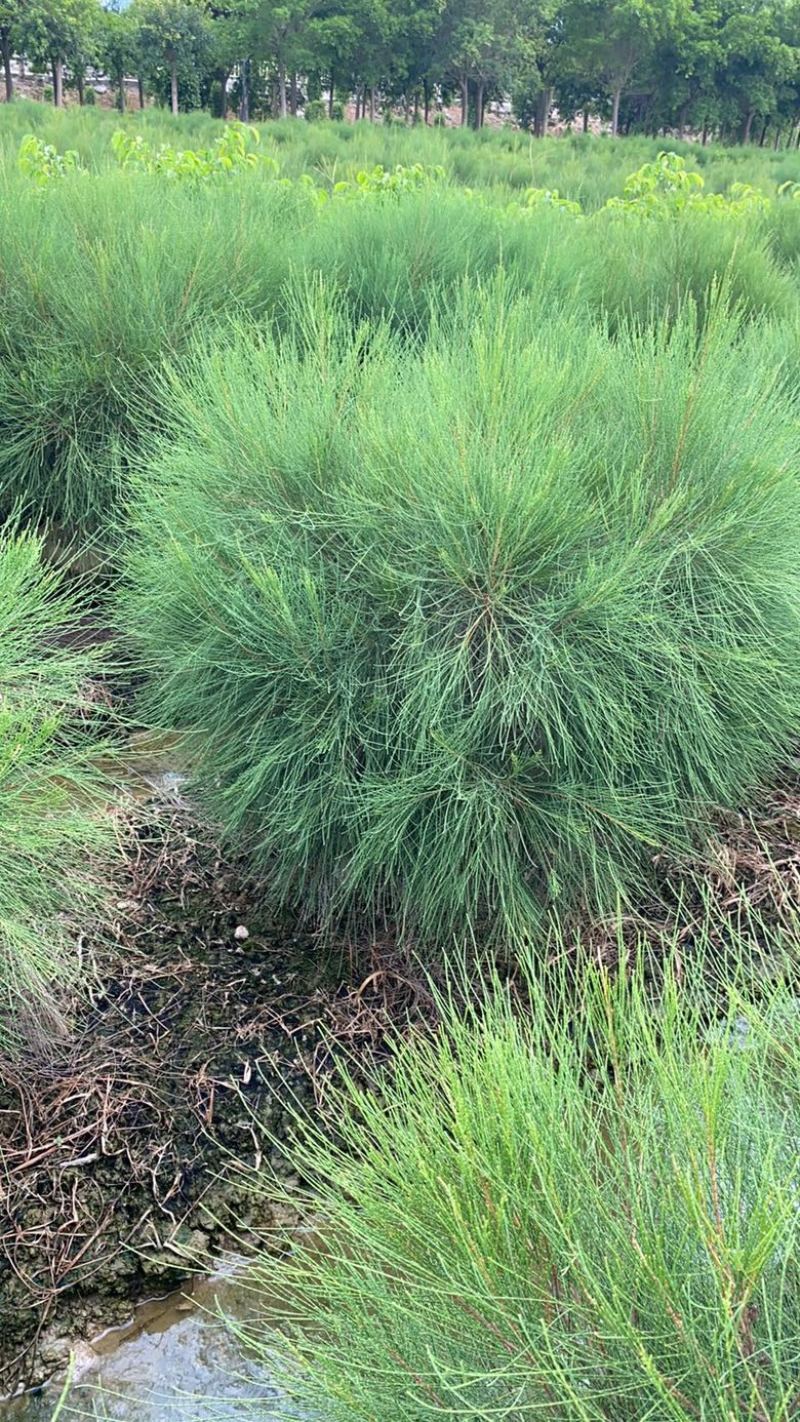 漳州市漳浦县汇景轩园林大量供应木麻黄球！