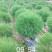 漳州市漳浦县汇景轩园林大量供应木麻黄球！