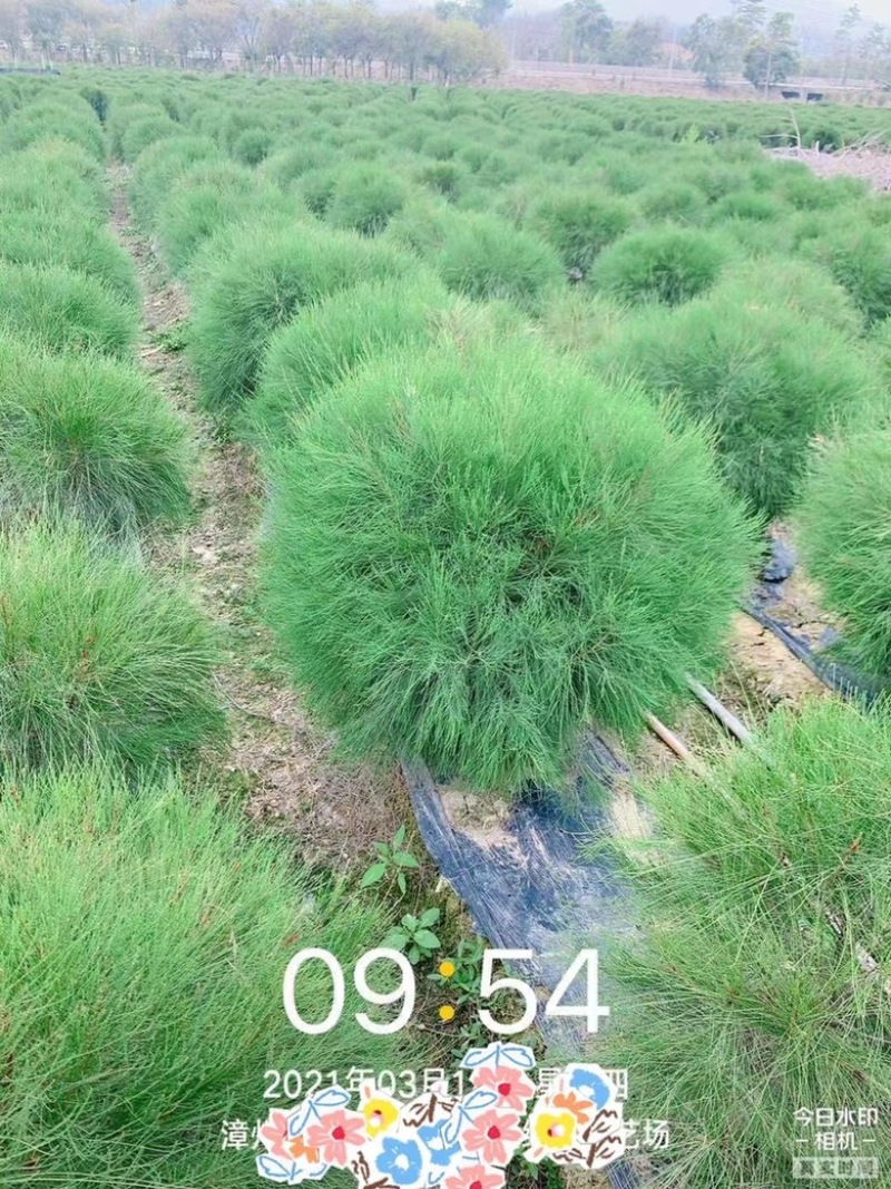 漳州市漳浦县汇景轩园林大量供应木麻黄球！