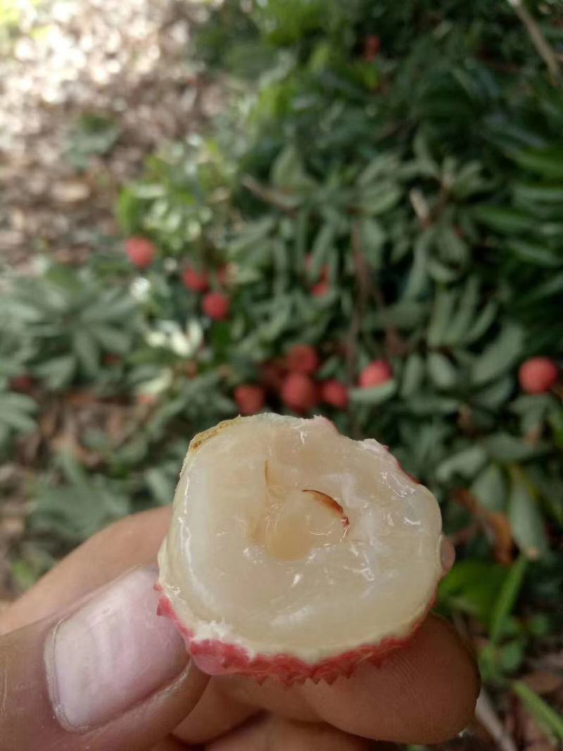 广东茂名白糖罂