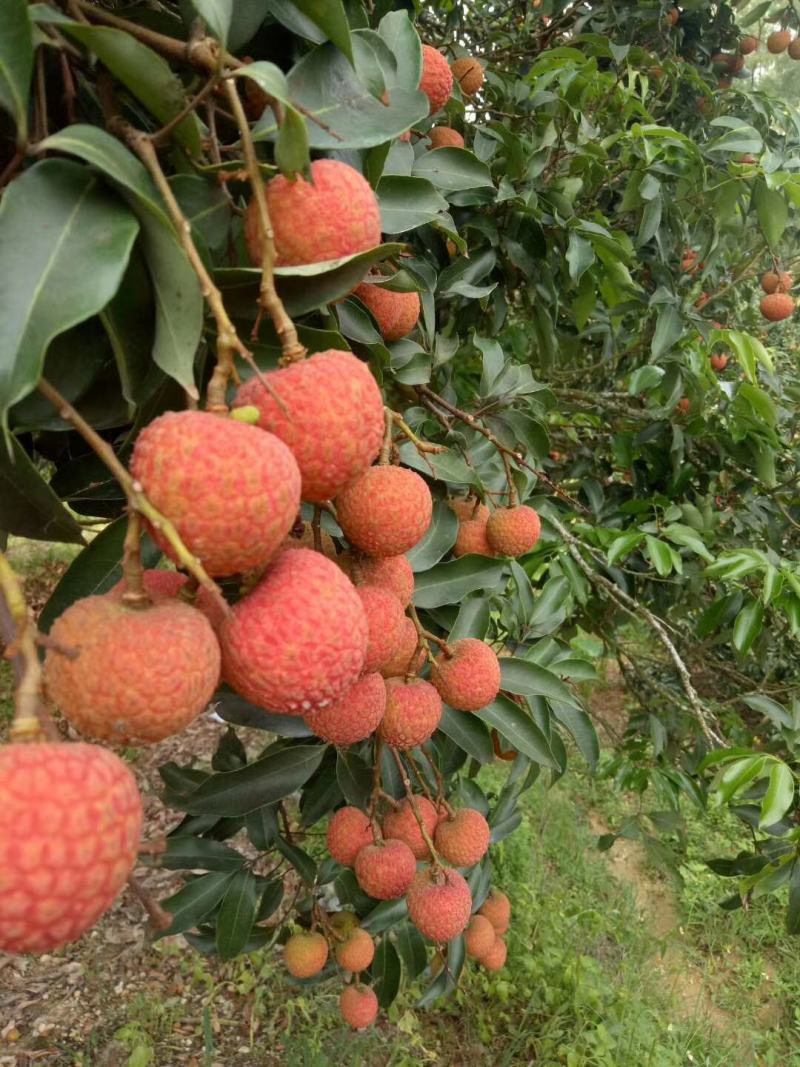 广东茂名白糖罂