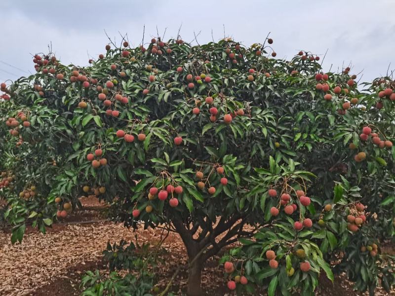 广东茂名白糖罂