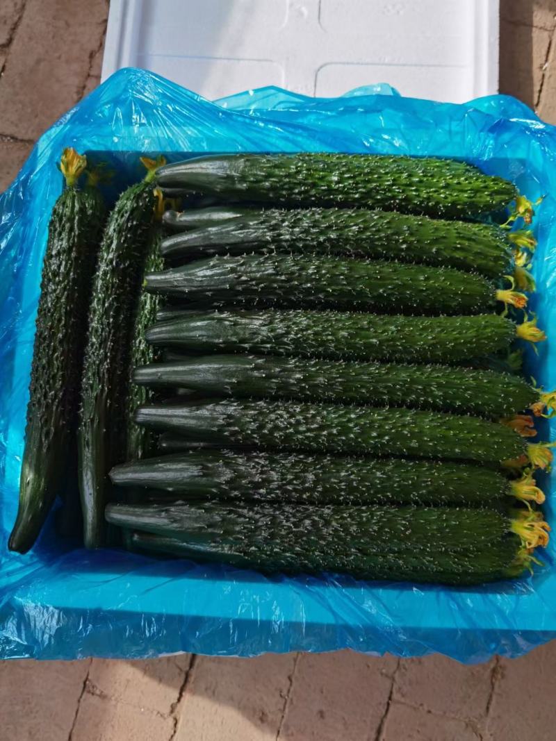 密刺黄瓜，大量上市中，货源充足，