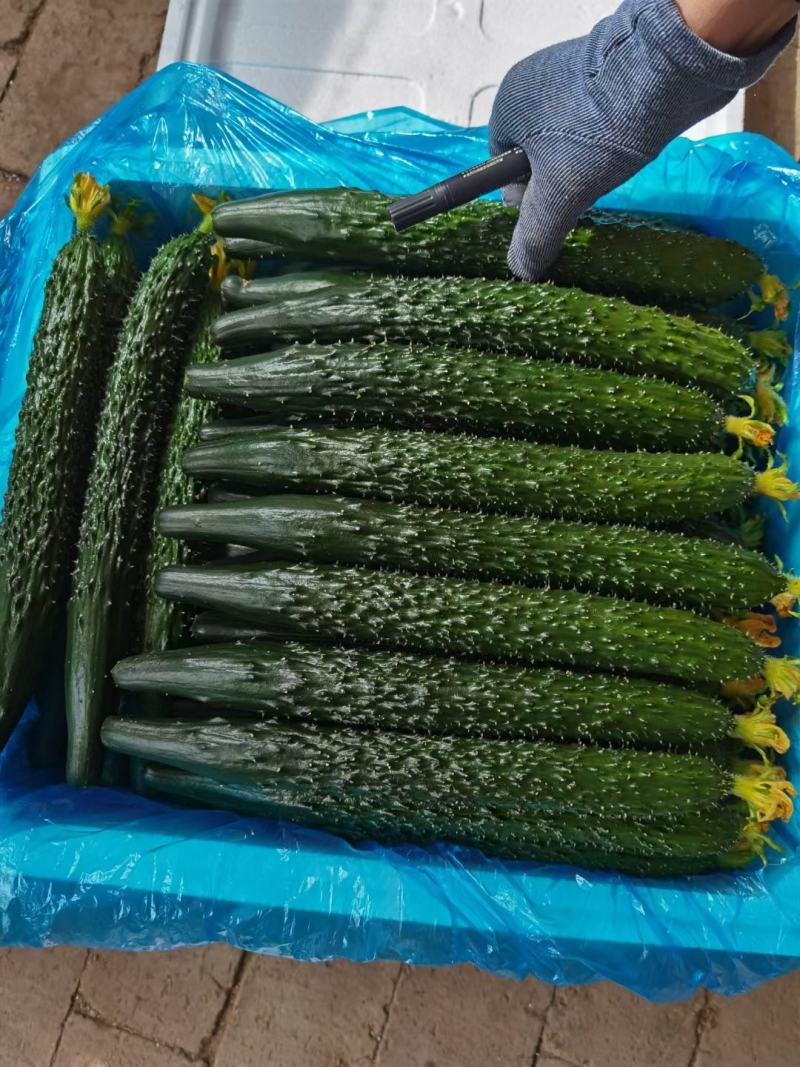 密刺黄瓜，大量上市中，货源充足，