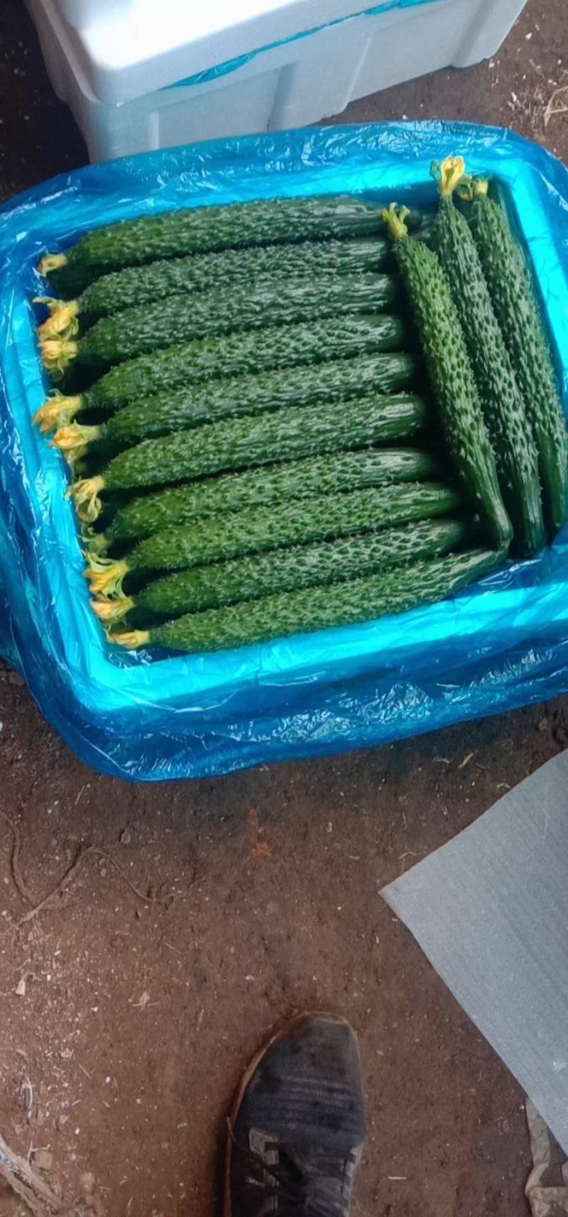 密刺黄瓜，大量上市中，货源充足，