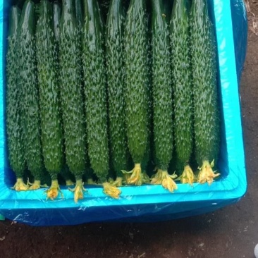 密刺黄瓜，大量上市中，货源充足，