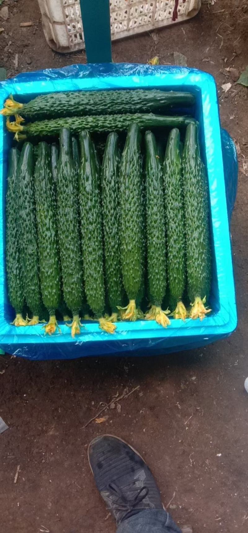 密刺黄瓜，大量上市中，货源充足，