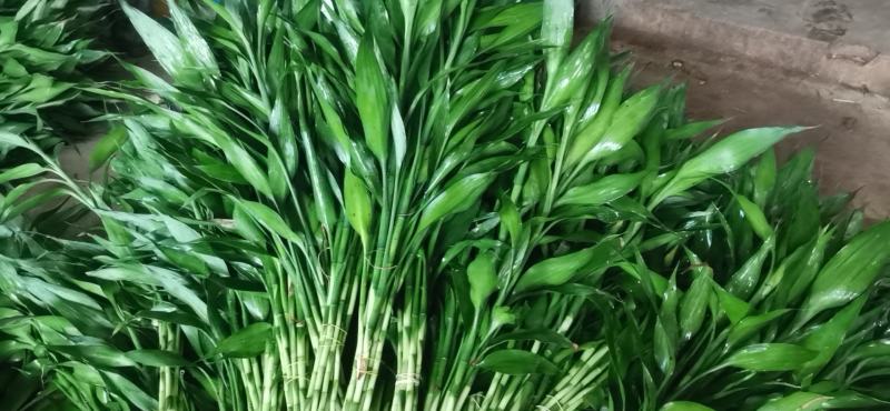 海南海口精品富贵竹，基地现采现发，种植面积100多亩