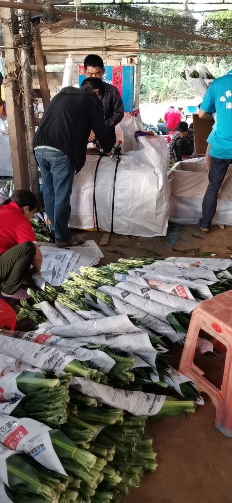 海南海口精品富贵竹，基地现采现发，种植面积100多亩