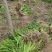 鸢尾河北保定正宗蓝花鸢尾地被植物用于小区公园广场花卉
