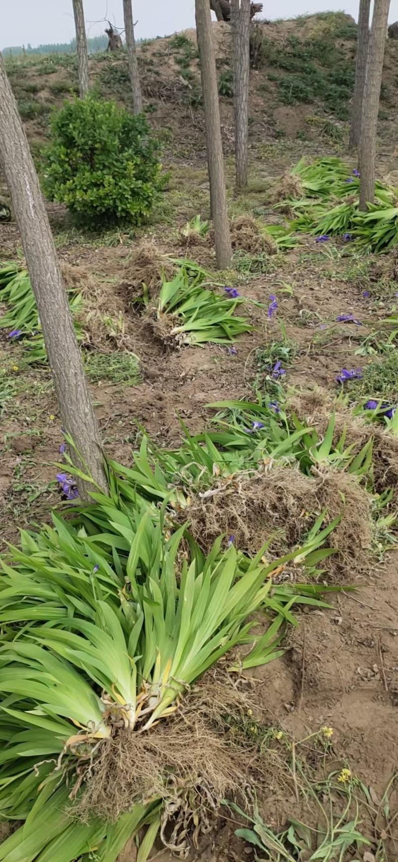 鸢尾河北保定正宗蓝花鸢尾地被植物用于小区公园广场花卉