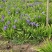 鸢尾河北保定正宗蓝花鸢尾地被植物用于小区公园广场花卉